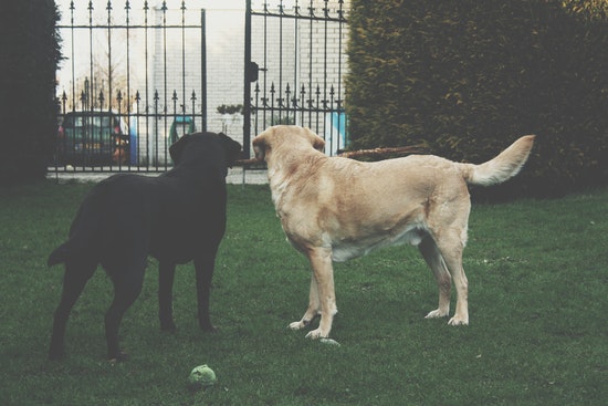 Zwei Hunde stehen mit Rücken zur Kamera